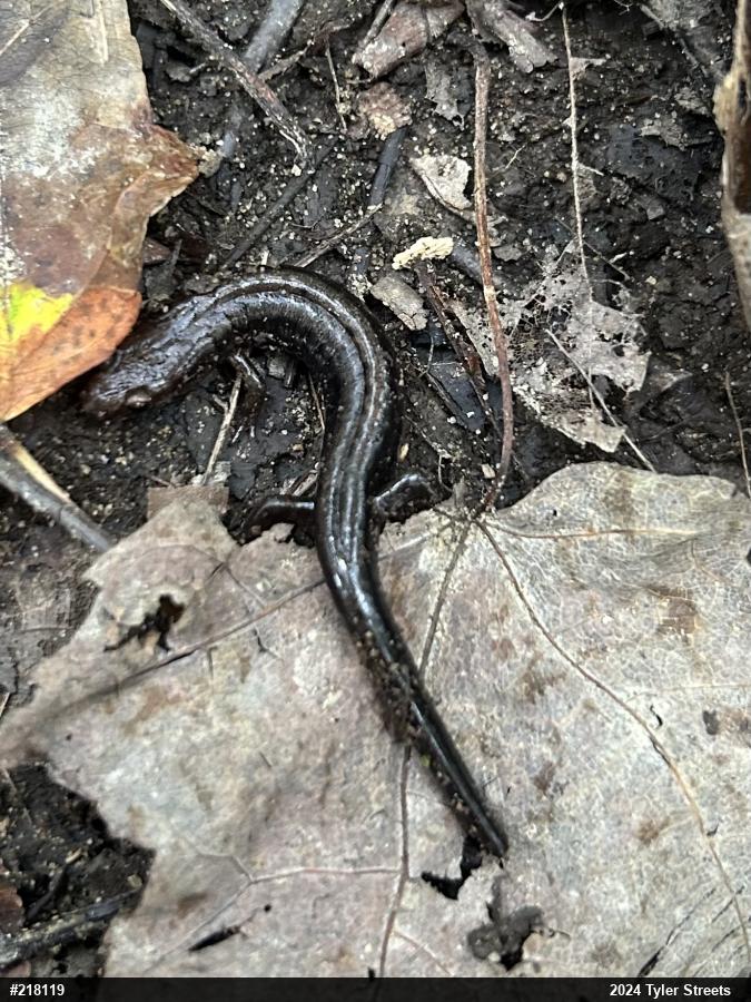 Allegheny Mountain Dusky Salamander