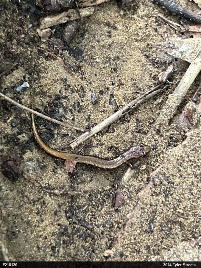 Allegheny Mountain Dusky Salamander