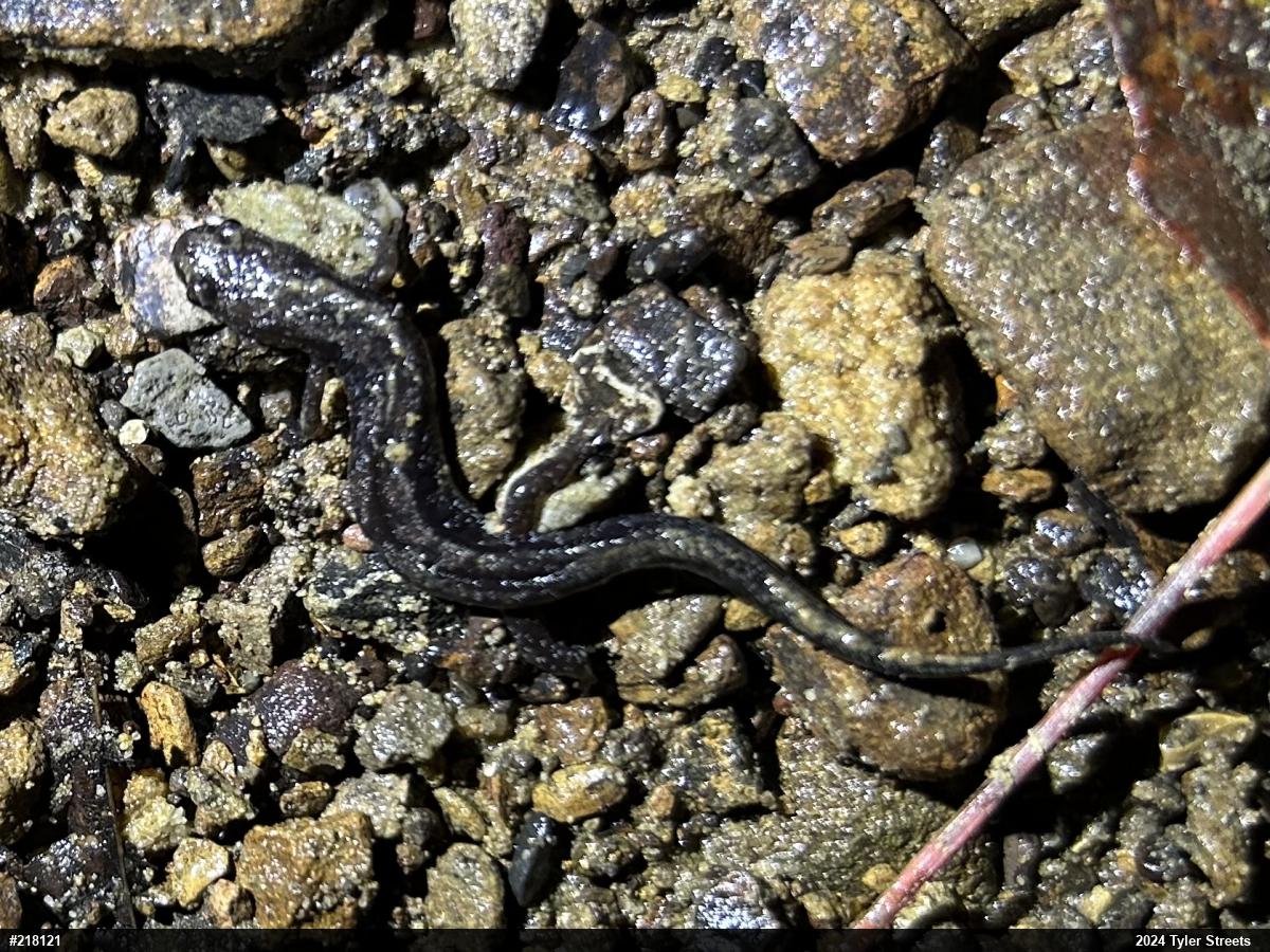 Allegheny Mountain Dusky Salamander