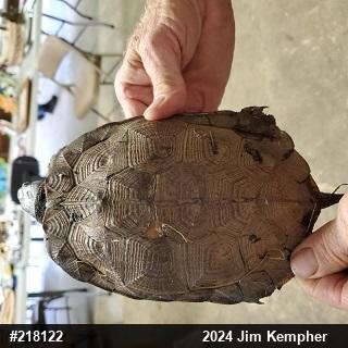 Wood Turtle