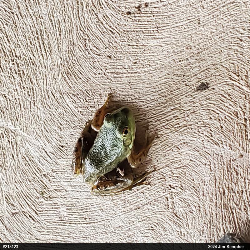 American Bullfrog