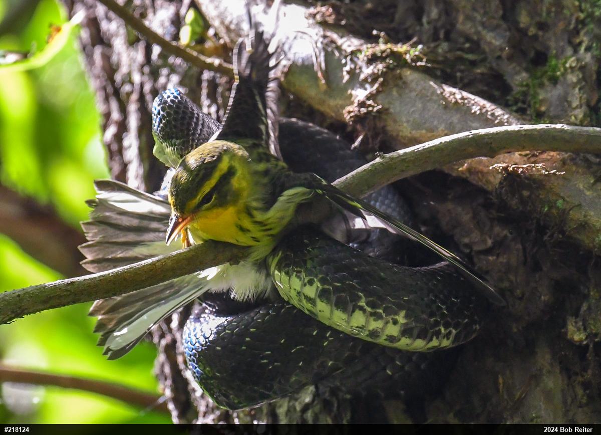 Eastern Ratsnake