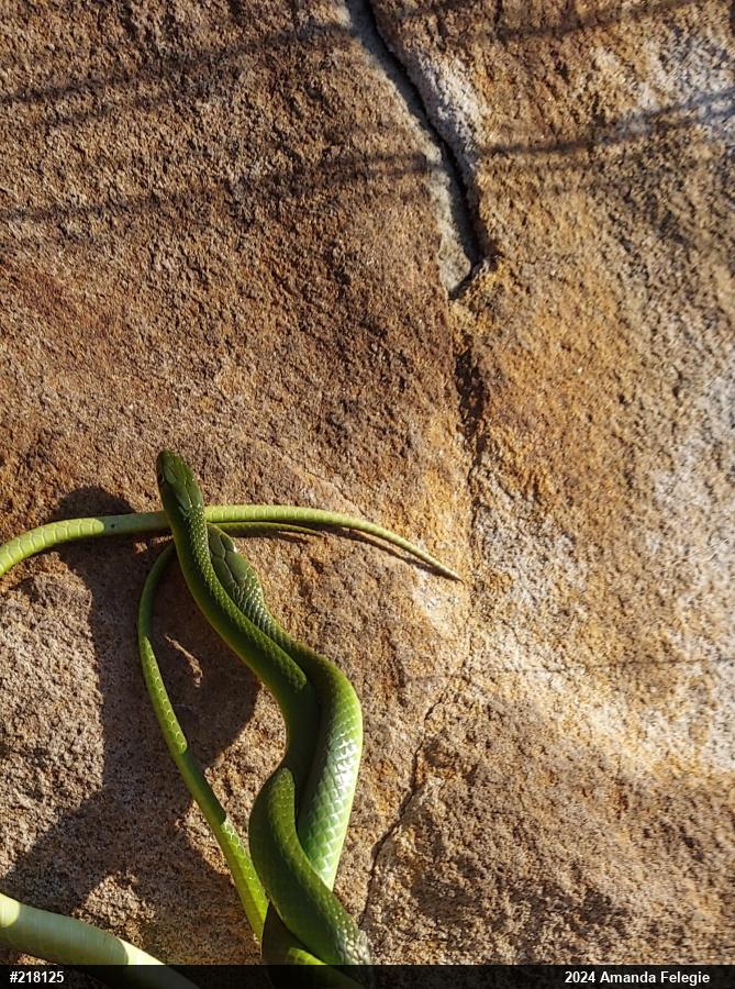 Smooth Greensnake