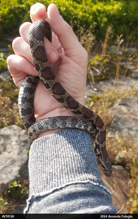 Eastern Milksnake