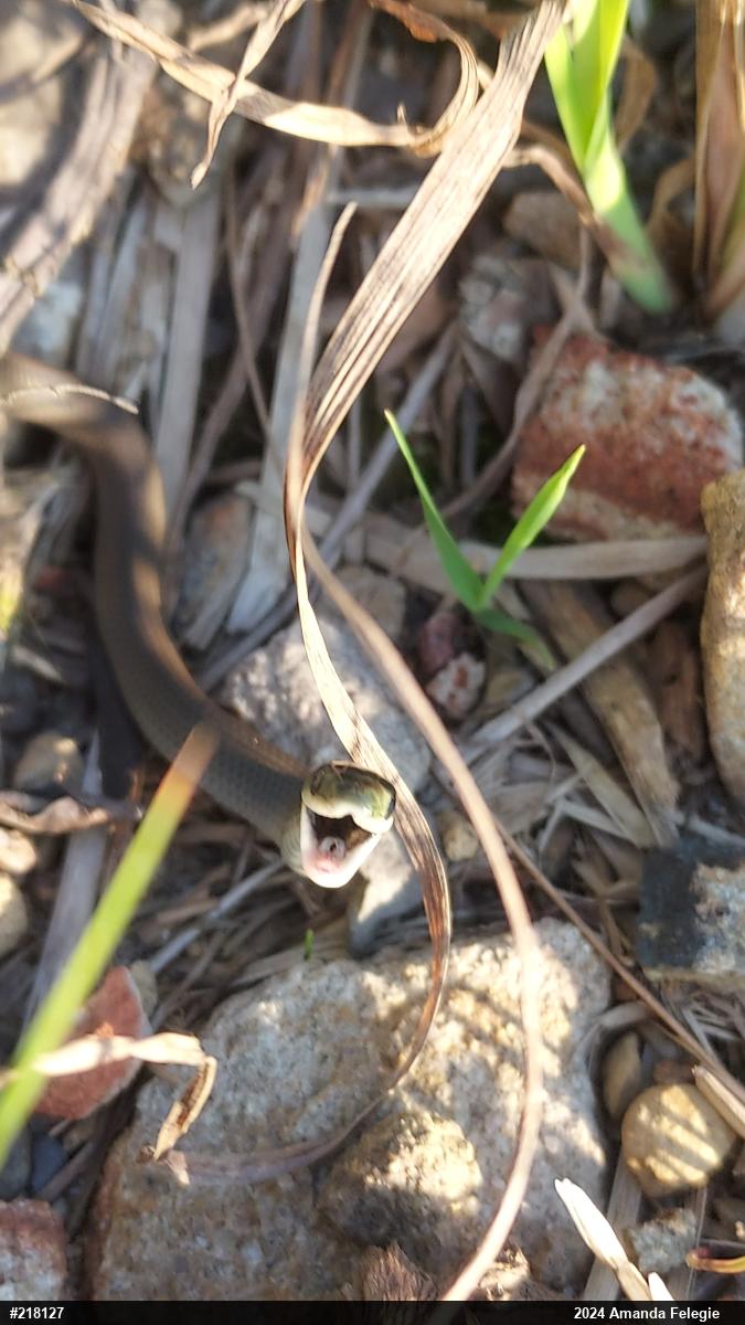 Smooth Greensnake