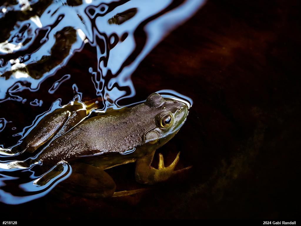 American Bullfrog