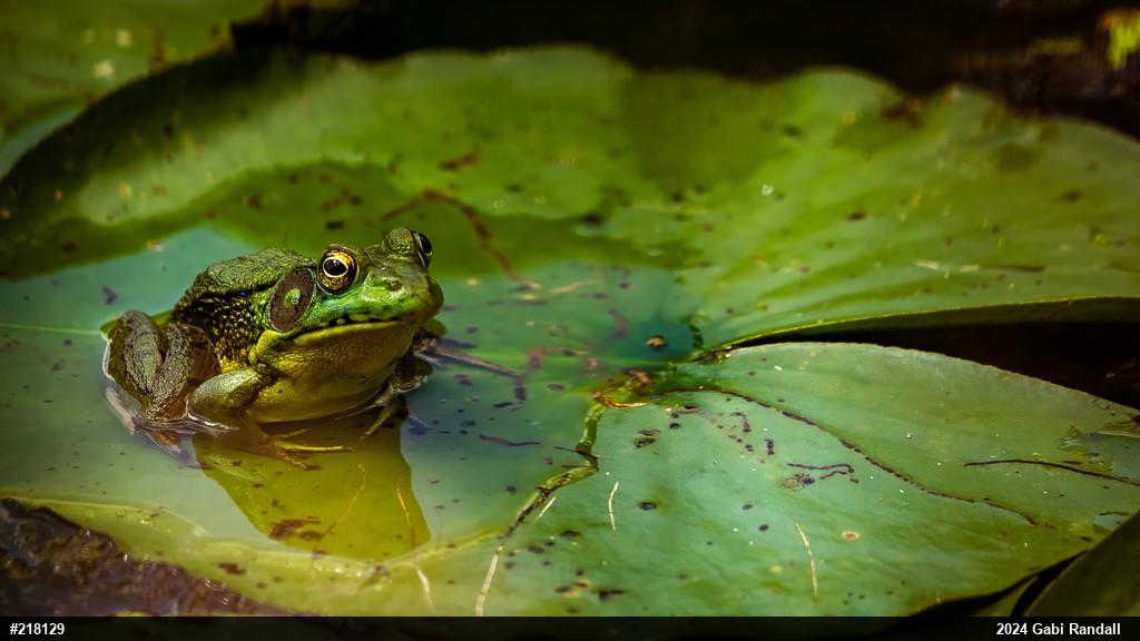 Green Frog