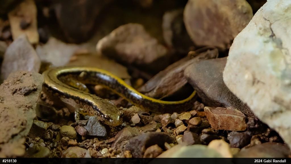 Northern Two-lined Salamander