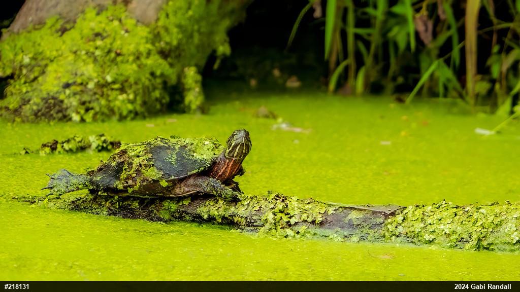 Painted Turtle