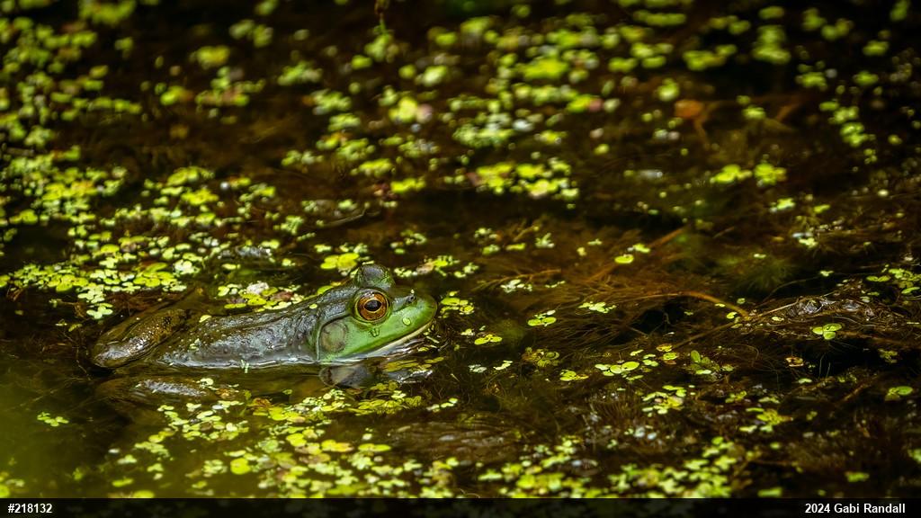 American Bullfrog