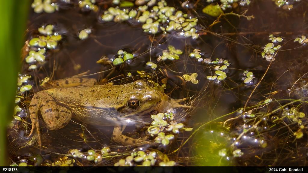 Green Frog