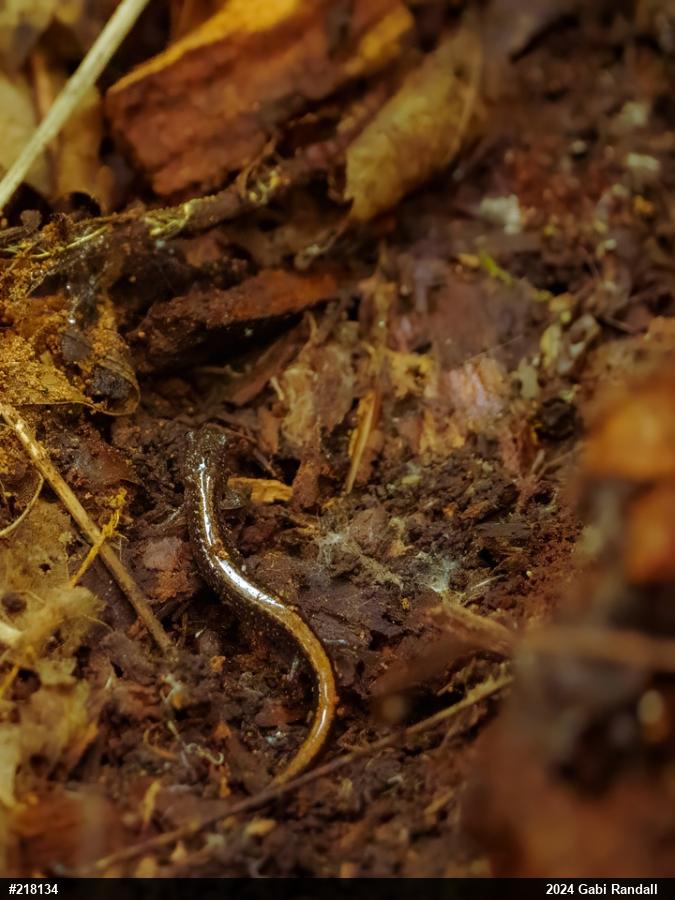 Eastern Red-backed  Salamander