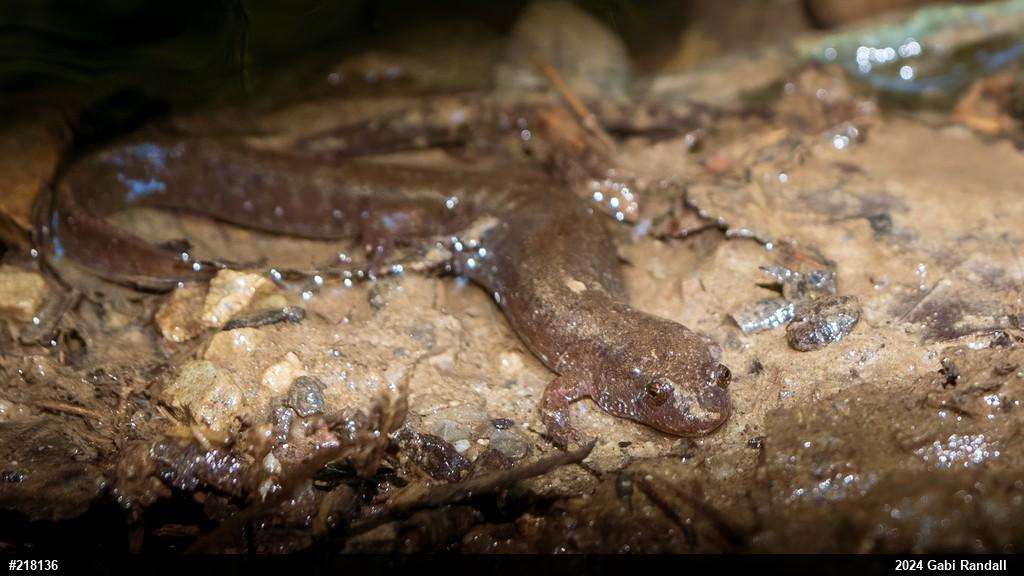 Northern Dusky Salamander