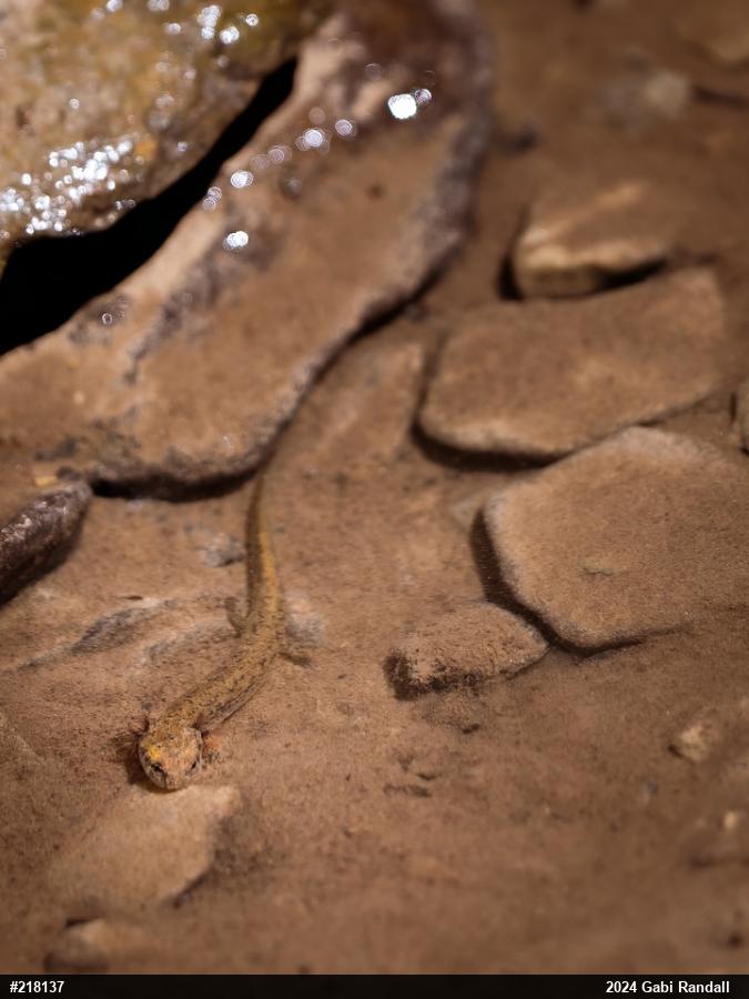 Northern Two-lined Salamander