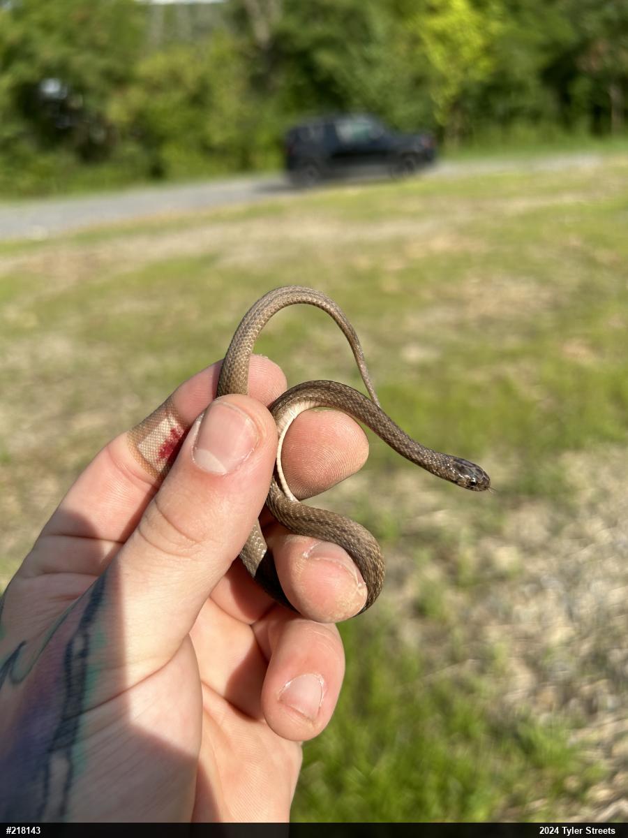 Dekay's Brownsnake