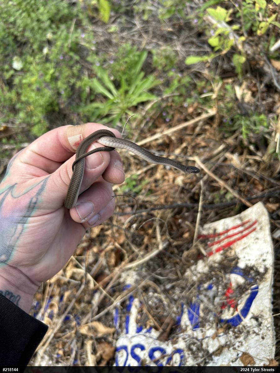 Dekay's Brownsnake