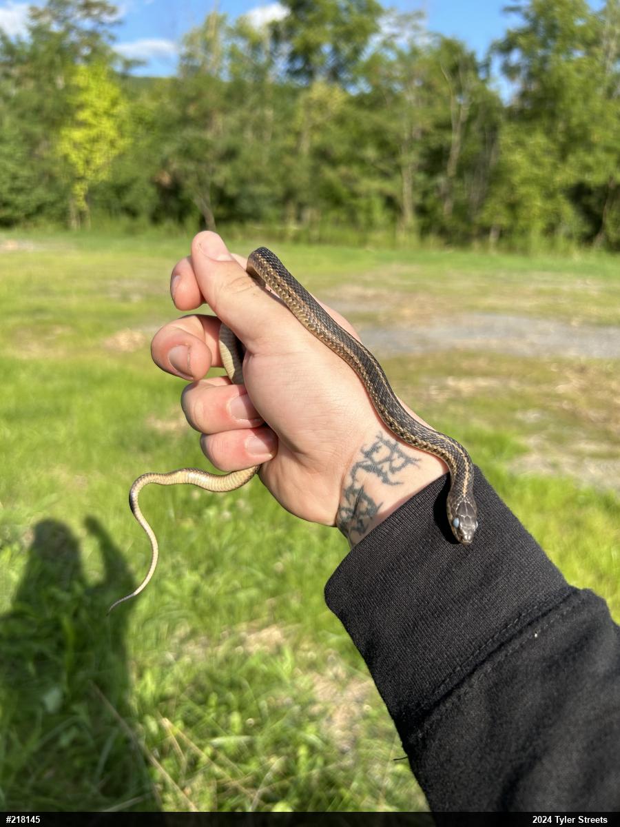 Eastern Gartersnake