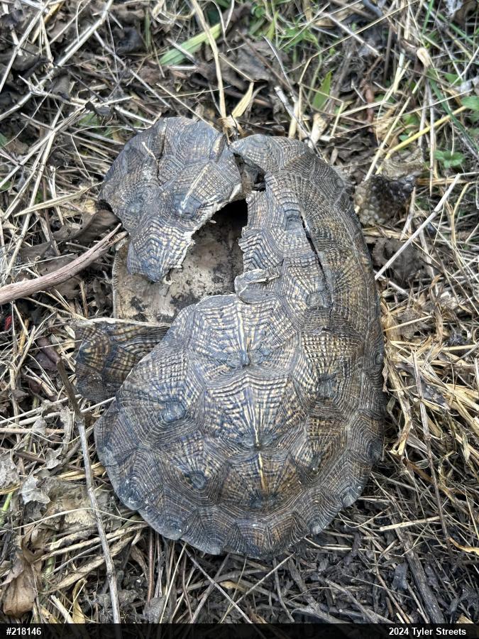 Wood Turtle