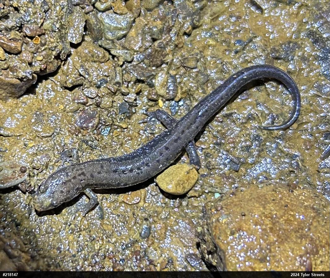 Allegheny Mountain Dusky Salamander
