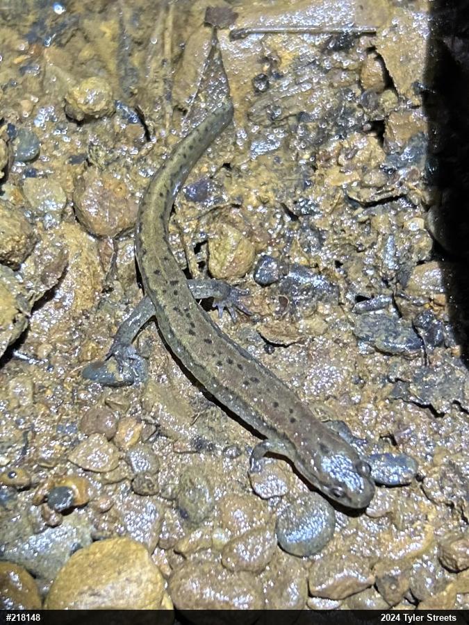 Northern Dusky Salamander