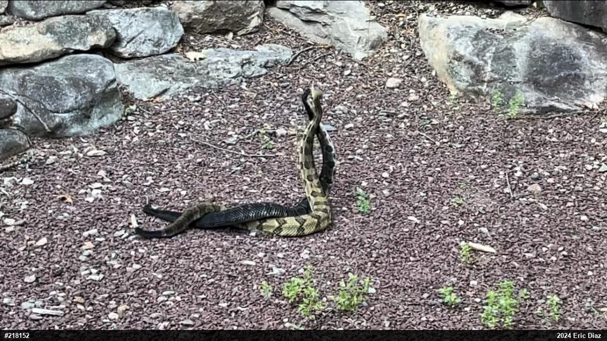 Timber Rattlesnake