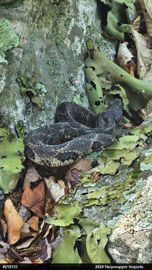 Timber Rattlesnake