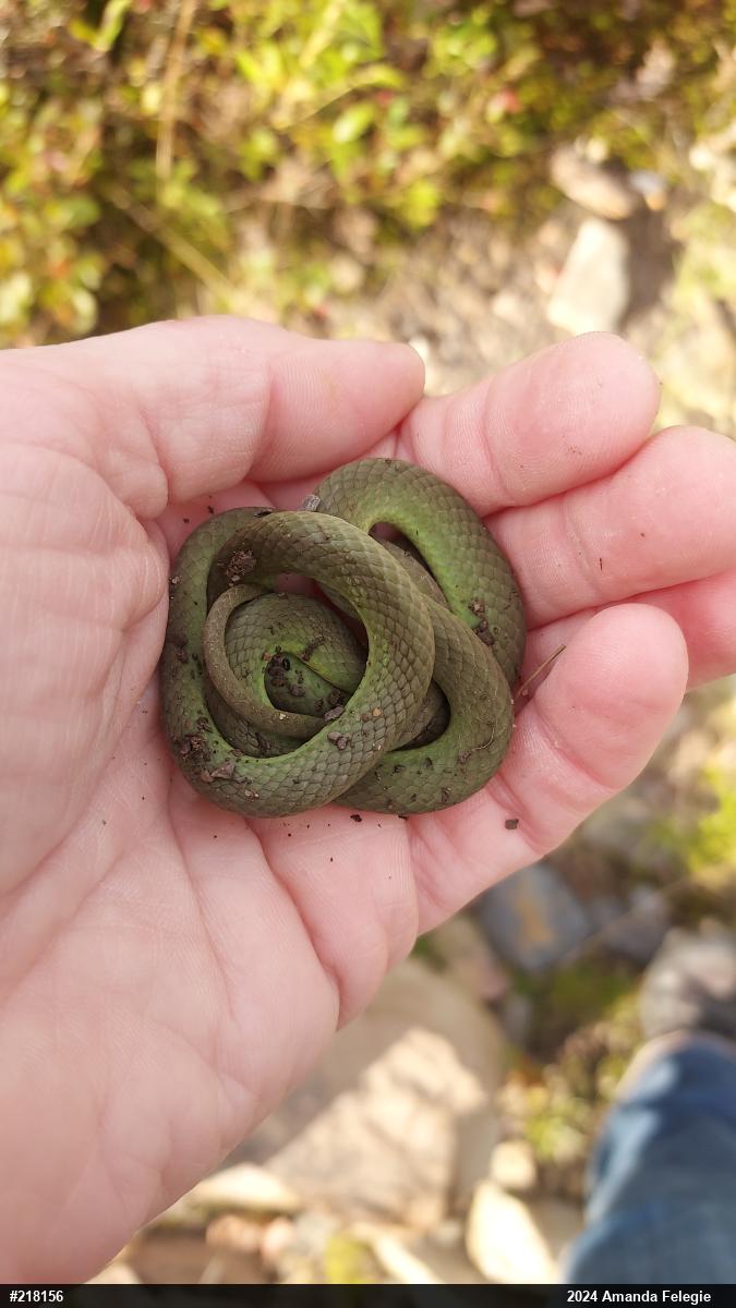 Smooth Greensnake