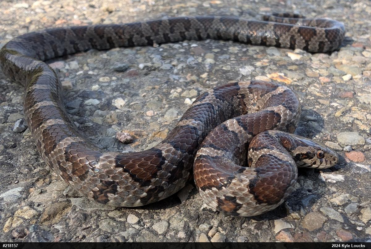 Eastern Milksnake