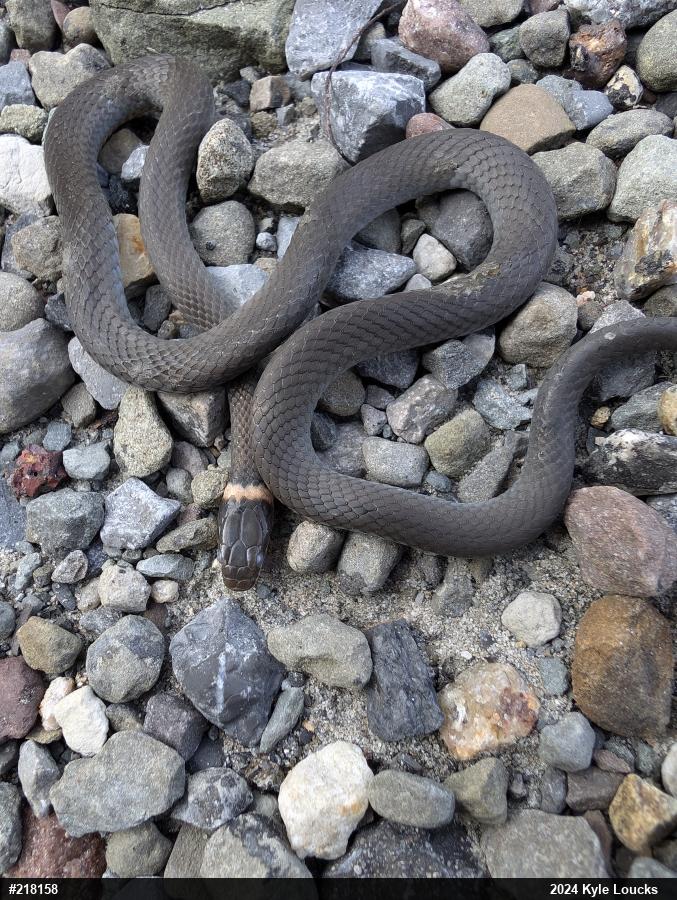 Northern Ring-necked Snake