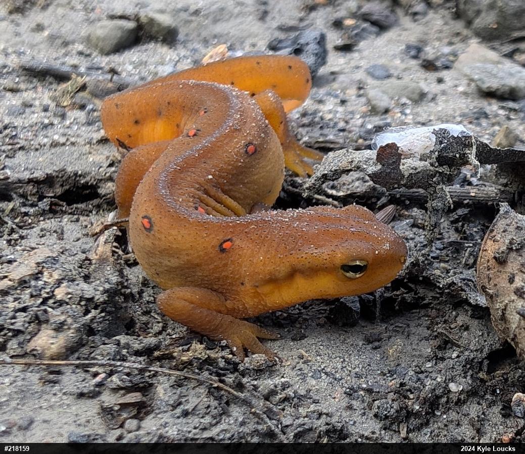 Red-spotted Newt