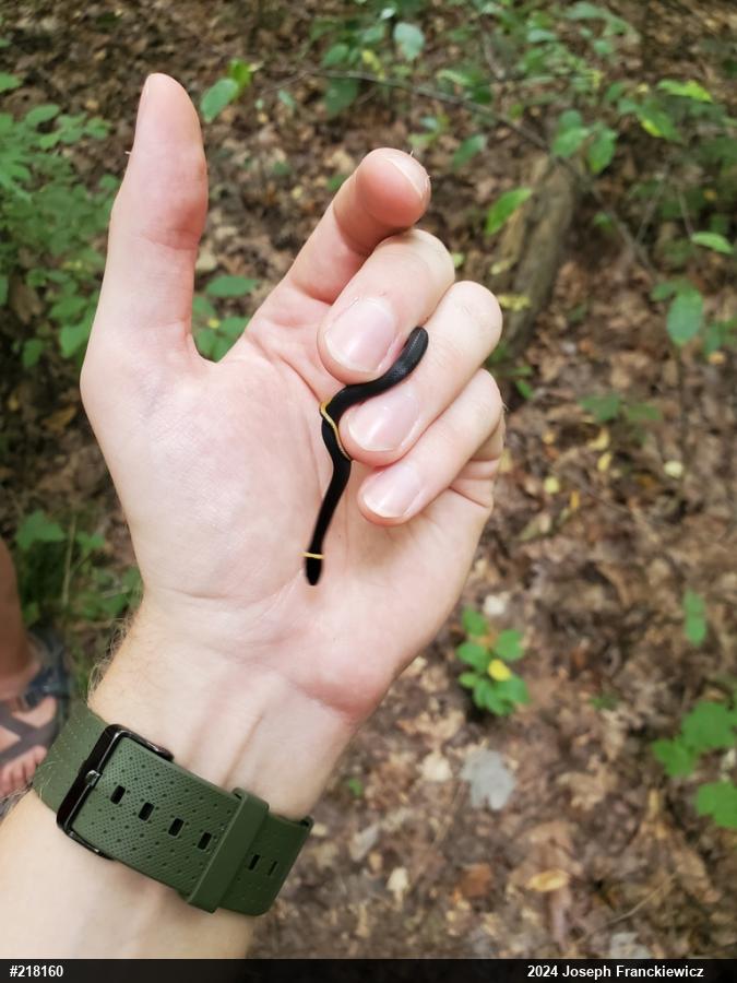 Northern Ring-necked Snake