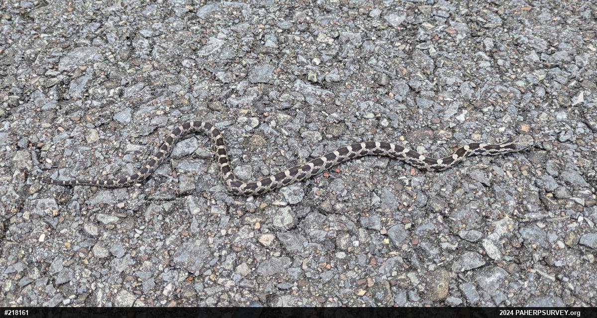 Eastern Ratsnake