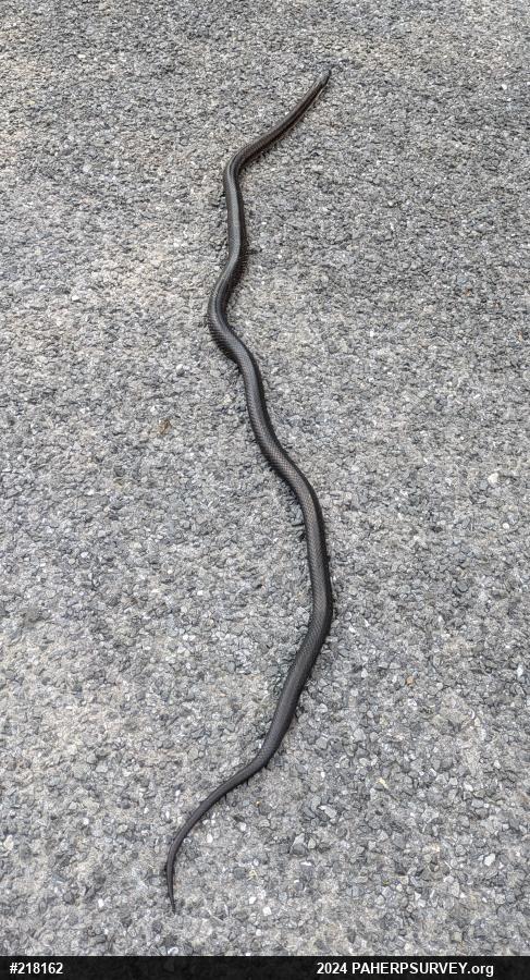 Eastern Ratsnake
