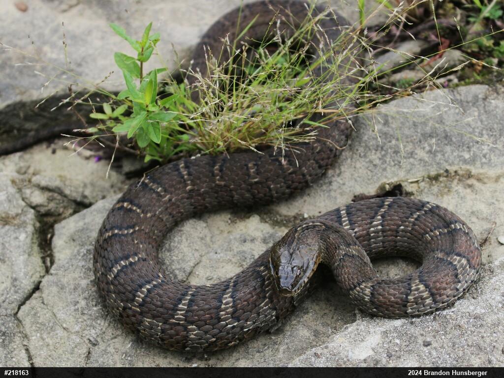 Northern Watersnake