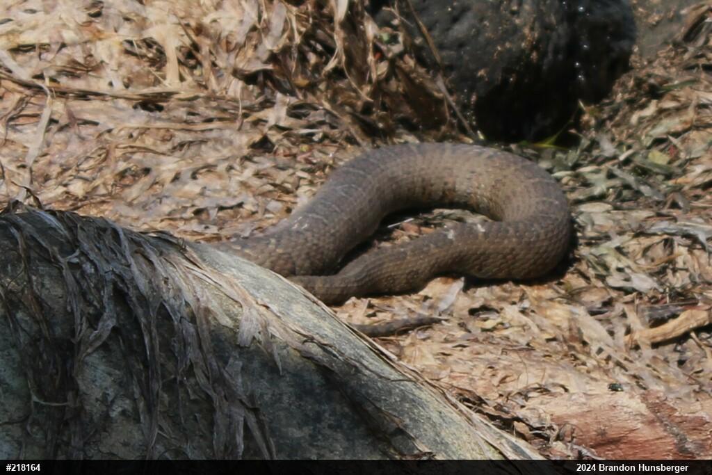 Northern Watersnake