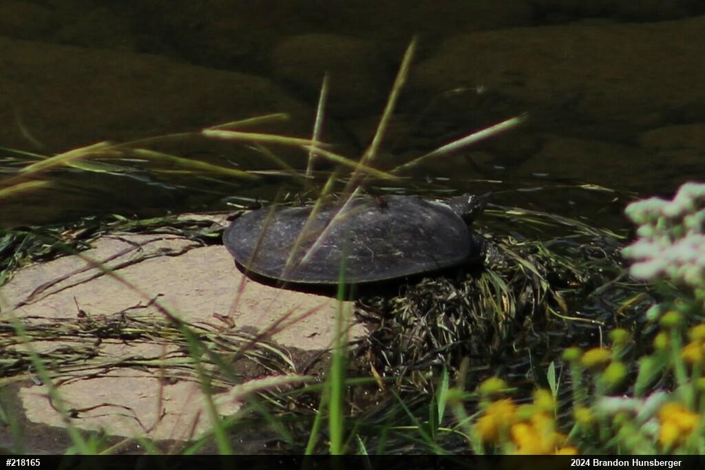 Eastern Spiny Softshell