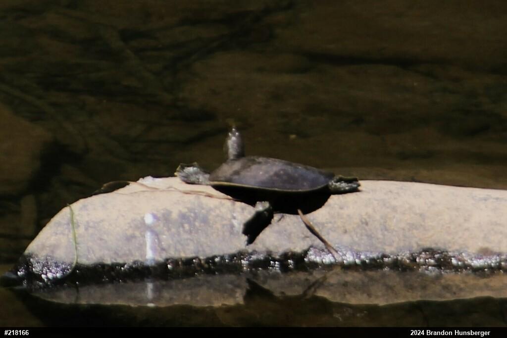 Eastern Spiny Softshell