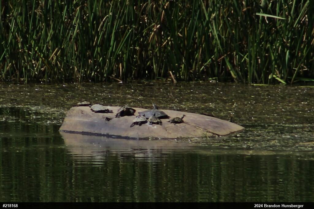 Northern Map Turtle