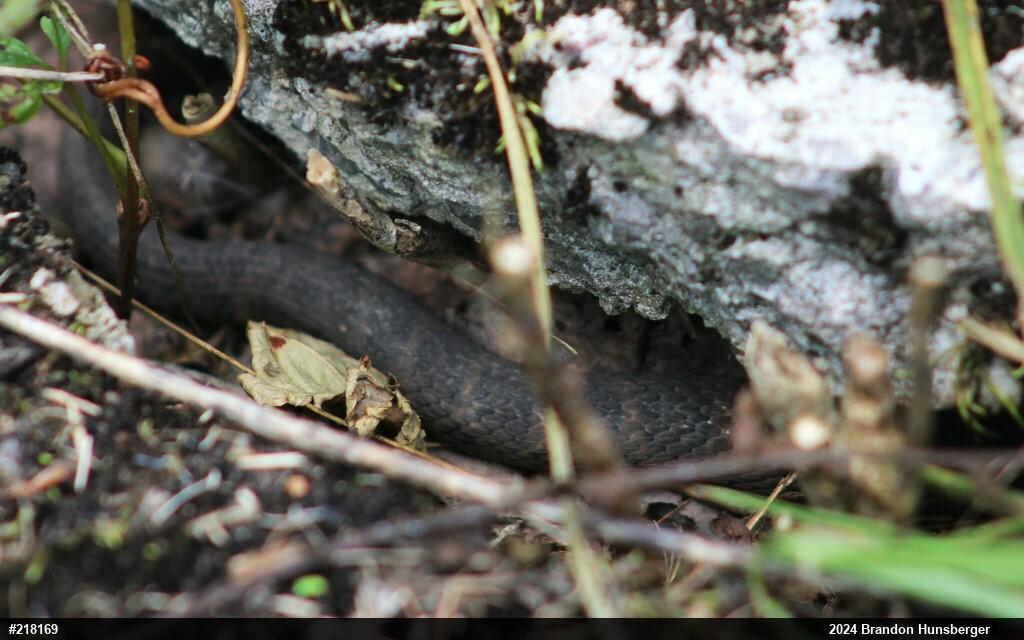 Northern Watersnake