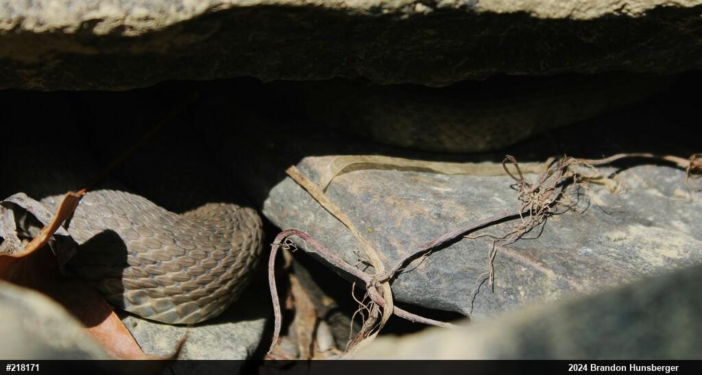 Northern Watersnake