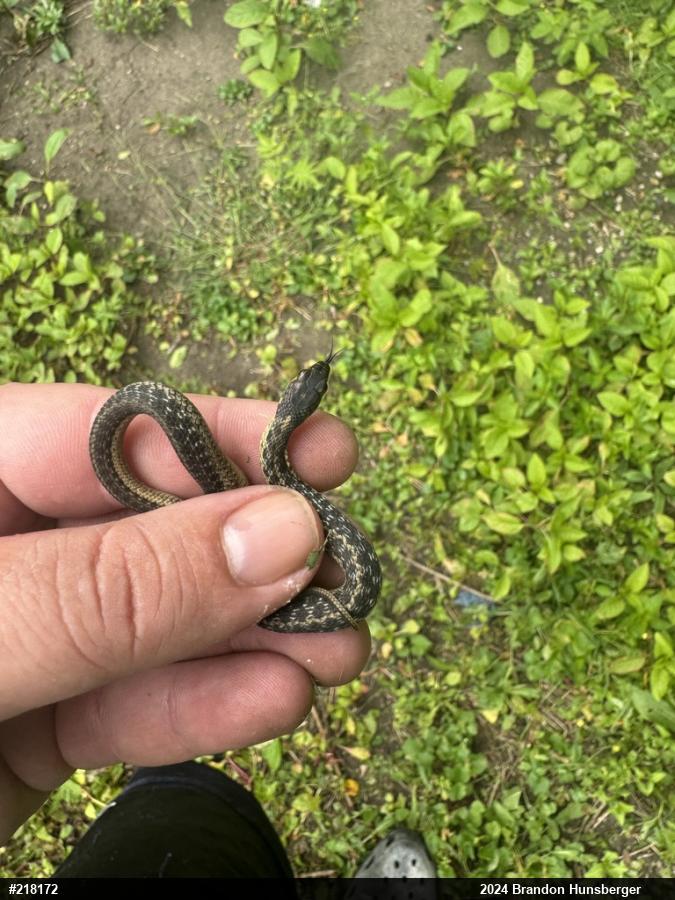 Eastern Gartersnake