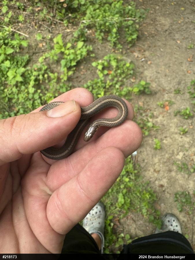 Shorthead Gartersnake