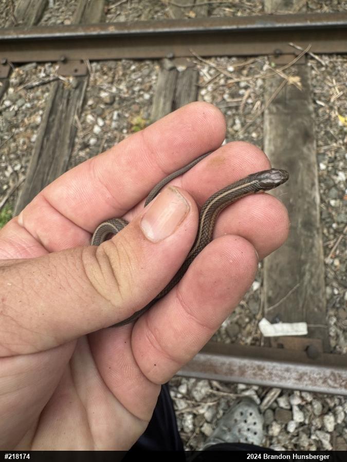 Shorthead Gartersnake