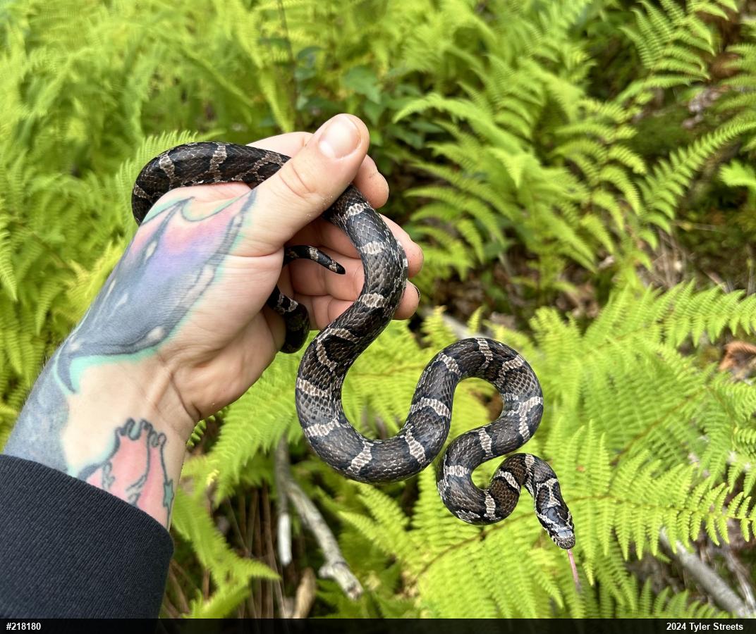 Eastern Milksnake