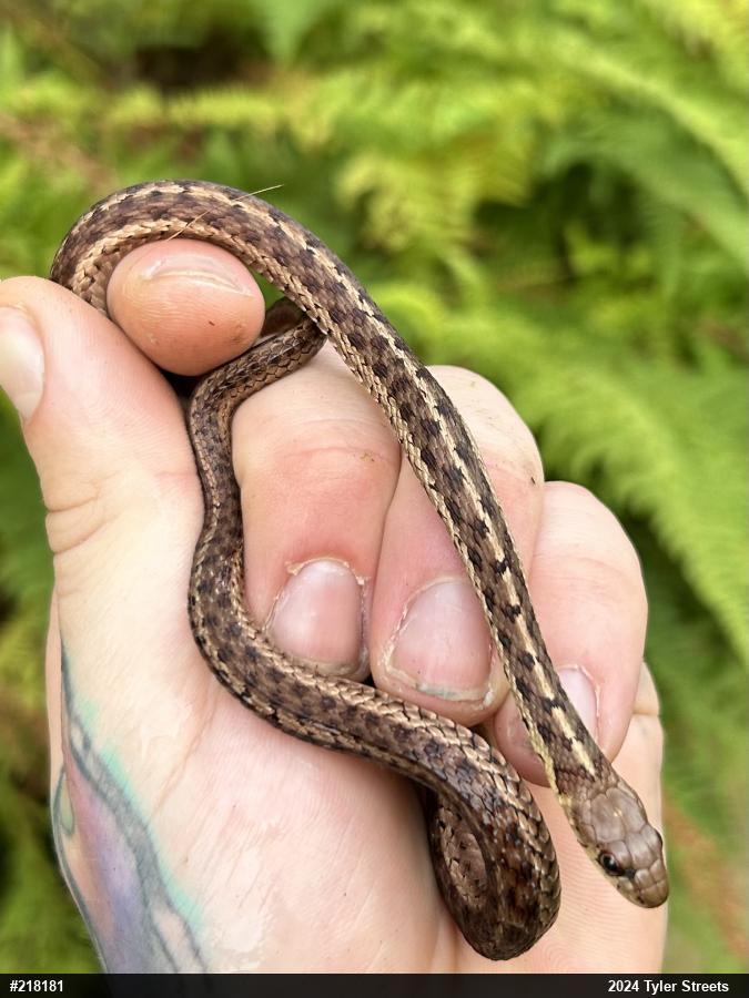 Eastern Gartersnake
