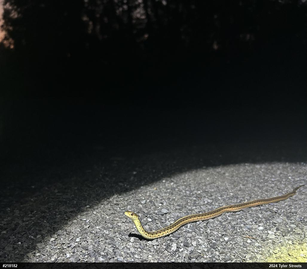 Eastern Gartersnake