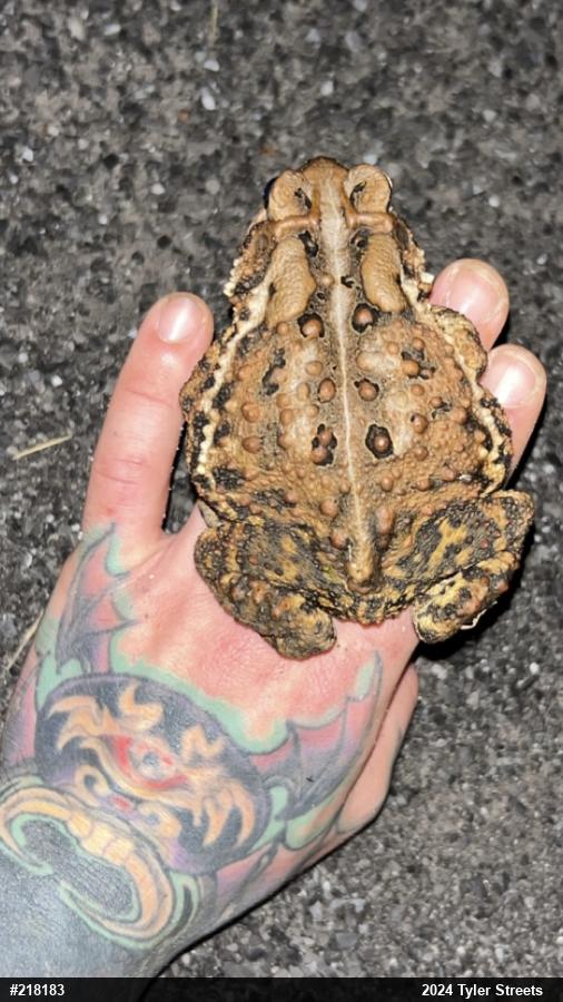Eastern American Toad