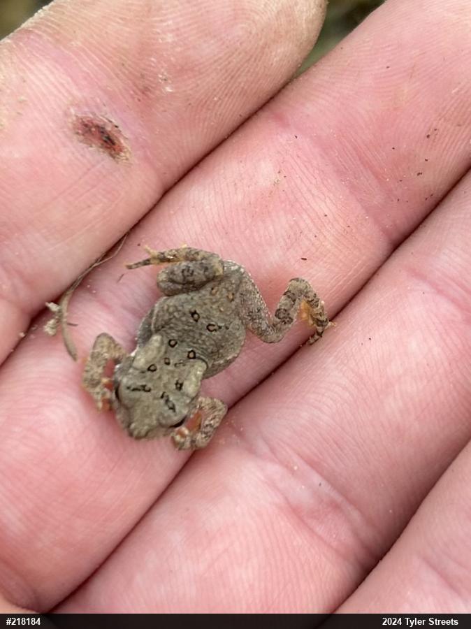 Eastern American Toad