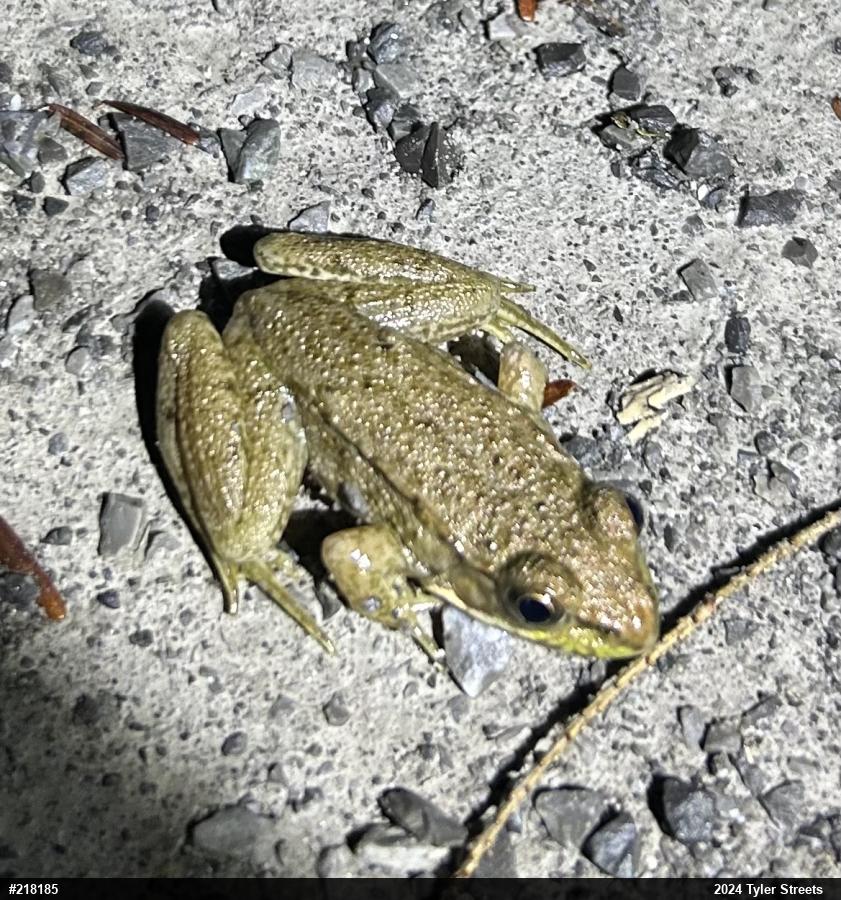 Green Frog