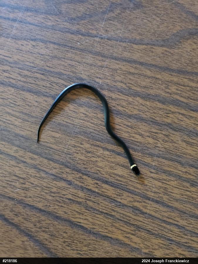 Northern Ring-necked Snake